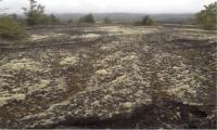 Terrain