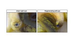 Intact and Regenerating Eye