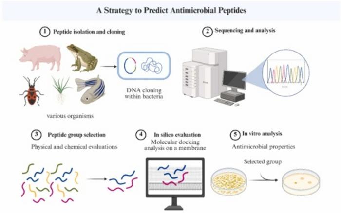 Flowchart illustrating a multi-step strategy for predicting AMPs, including peptide isolation, sequencing, group selection, in silico docking analysis, and in vitro validation.