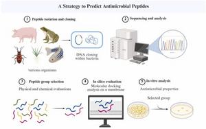 Flowchart illustrating a multi-step strategy for predicting AMPs, including peptide isolation, sequencing, group selection, in silico docking analysis, and in vitro validation.