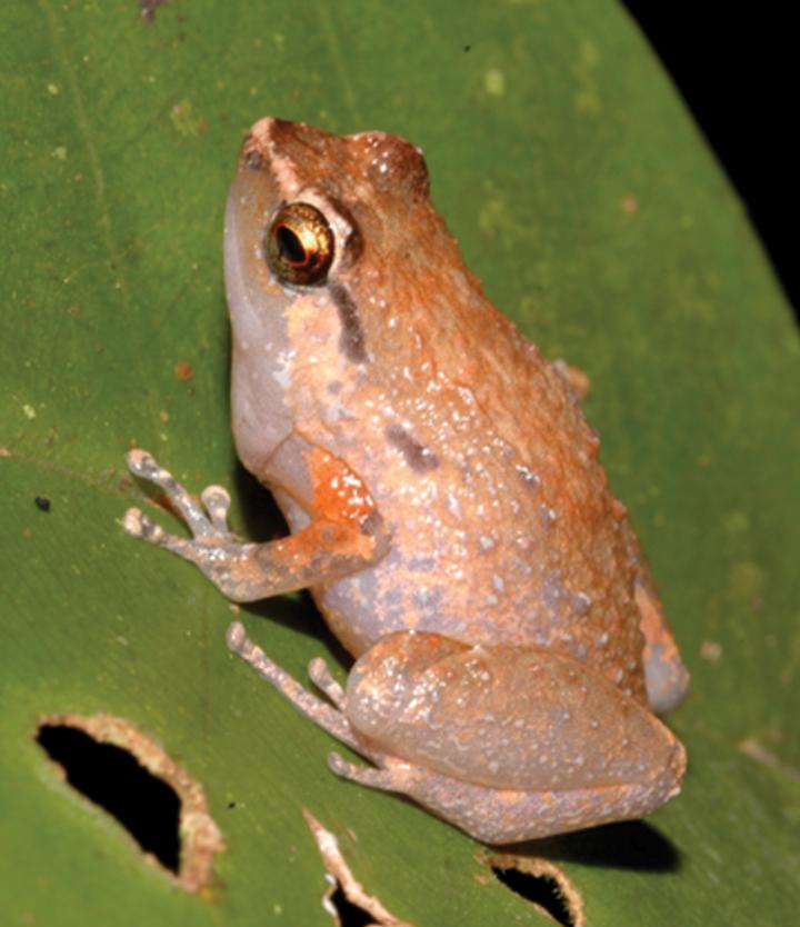 <i>Cophixalus rajampatensis</i> (2 of 2)