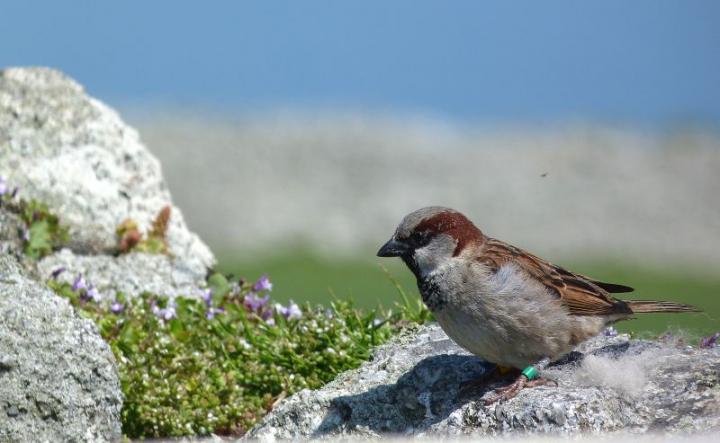 Male House Sparrow
