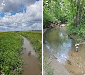 Riparian buffers increase biodiversity