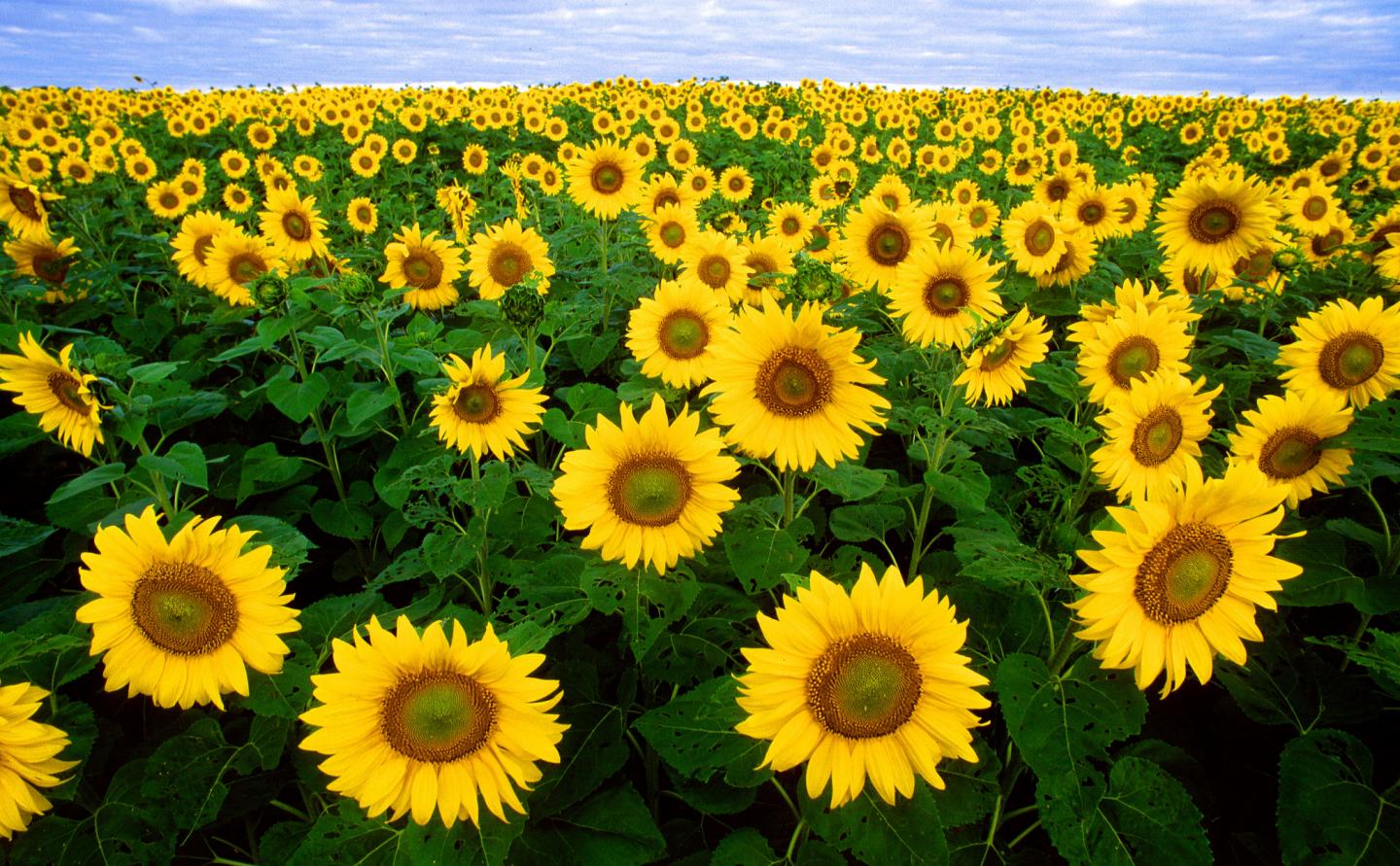Vitamin E Source