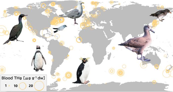 Mercury concentrations in seabirds