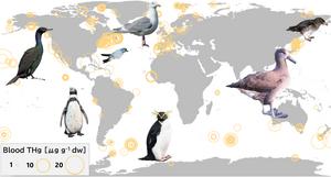 Mercury concentrations in seabirds