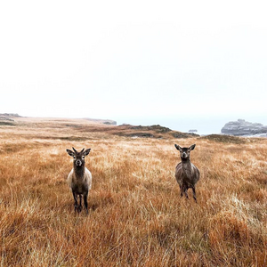 Pair of red deer