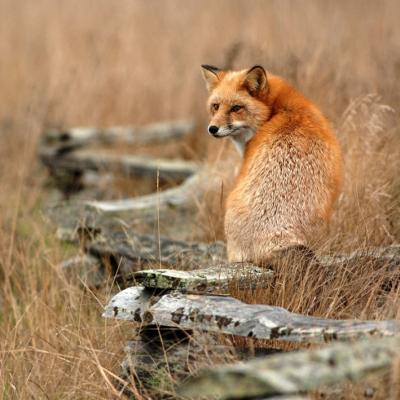 Fox