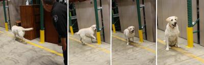 Bomb-Sniffing Dog