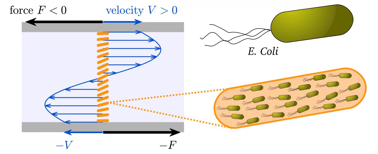 A Suspension of Bacteria Confined Between Two Plates