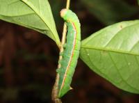 An Herbivore (a Larva from the Genus <i>Hapigia</i>) on an <i>Inga</i> Species