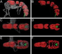 Reconstruction of Musculature 