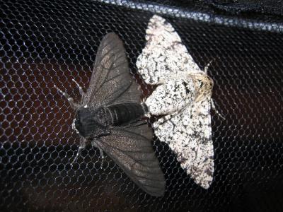 A Single Mutation Turned the Peppered Moth Black