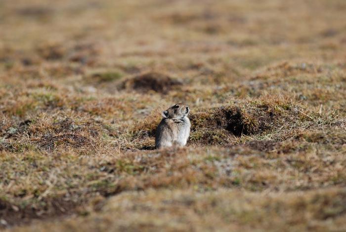 Non-hibernating pikas' protein restriction tweaks their gut microbiome to help them survive the winter, when winter-active herbivores often struggle to find dietary protein
