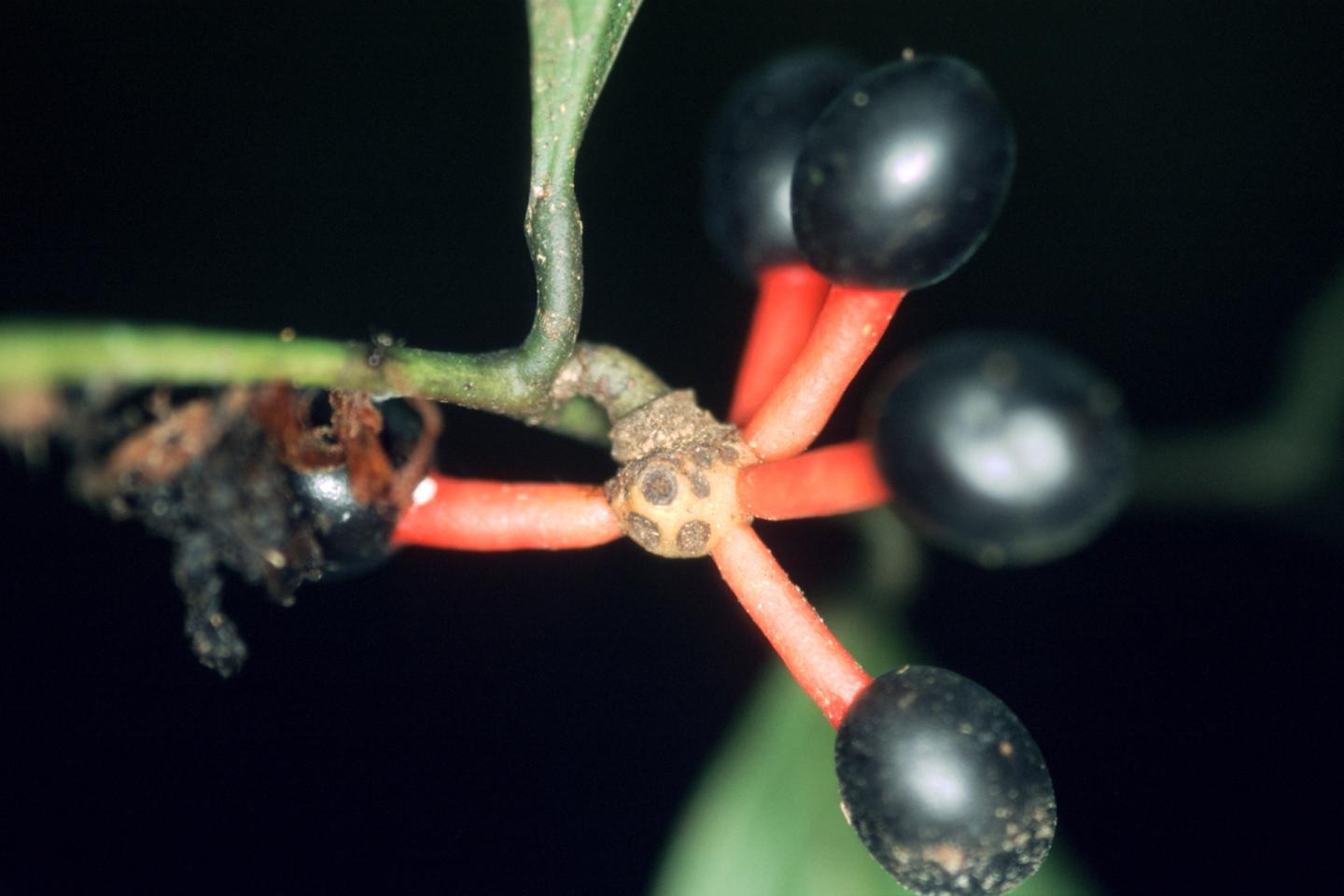 Cremastosperma yamayakatense