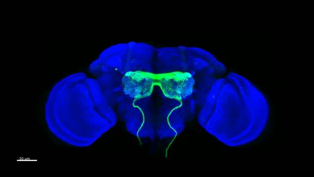 Olfactory Circuits