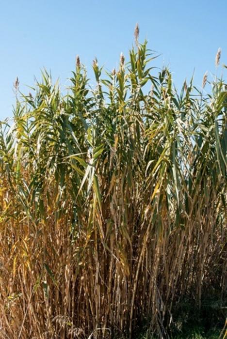 Reeds can promote the proliferation of mosquitoes in rivers, canals and ponds