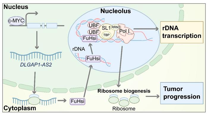 Discovery of a New Nucleolar Protein, FuHsi, Regulating rDNA Transcription and Promoting Tumor Progression