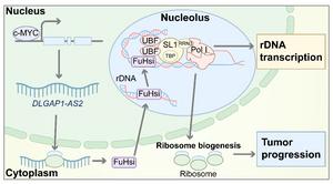 Discovery of a New Nucleolar Protein, FuHsi, Regulating rDNA Transcription and Promoting Tumor Progression