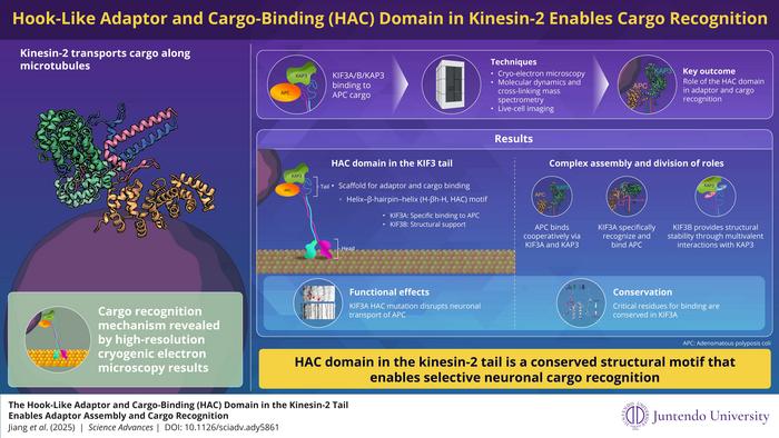 HAC domain enables precise cargo delivery in neurons