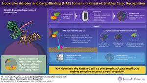 HAC domain enables precise cargo delivery in neurons