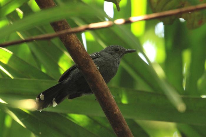 Cercomacra mura