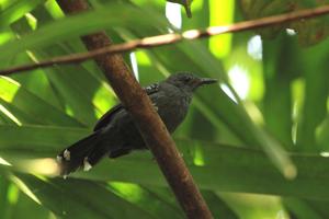 Cercomacra mura