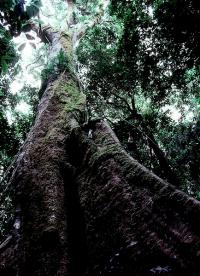 Rainforest Tree