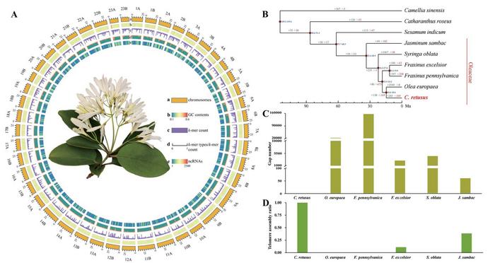 Genome assembly.