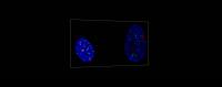 Satellite DNA