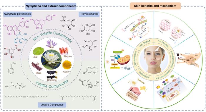 Graphical Abstract