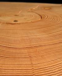 Tree Rings