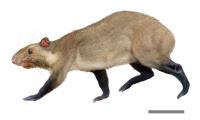 <i>Mesoprocta hypsodus</i> reconstruction