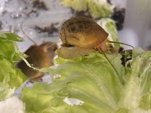 Evolution of New Physical Traits in Mollusks has Declined and Grown More Predictable Over Time