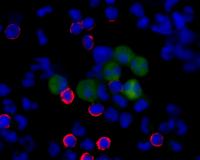 Single Circulating Tumor Cells