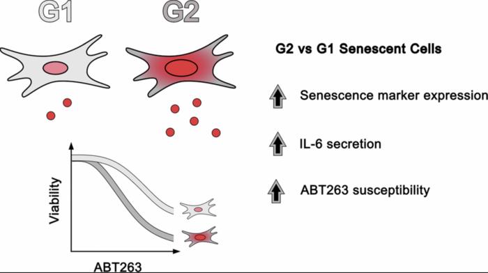 Senescent cell heterogeneity and responses to senolytic treatment are related to cell cycle status during senescence induction