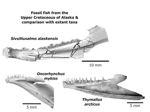 New salmonid species