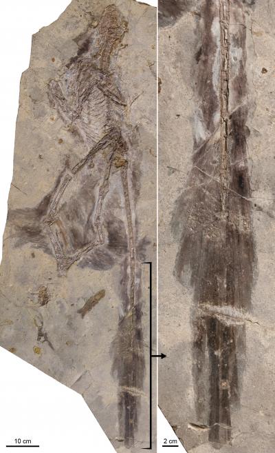 Photograph of <I>Changyuraptor</I> Specimen