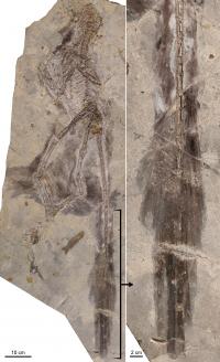 Photograph of <I>Changyuraptor</I> Specimen