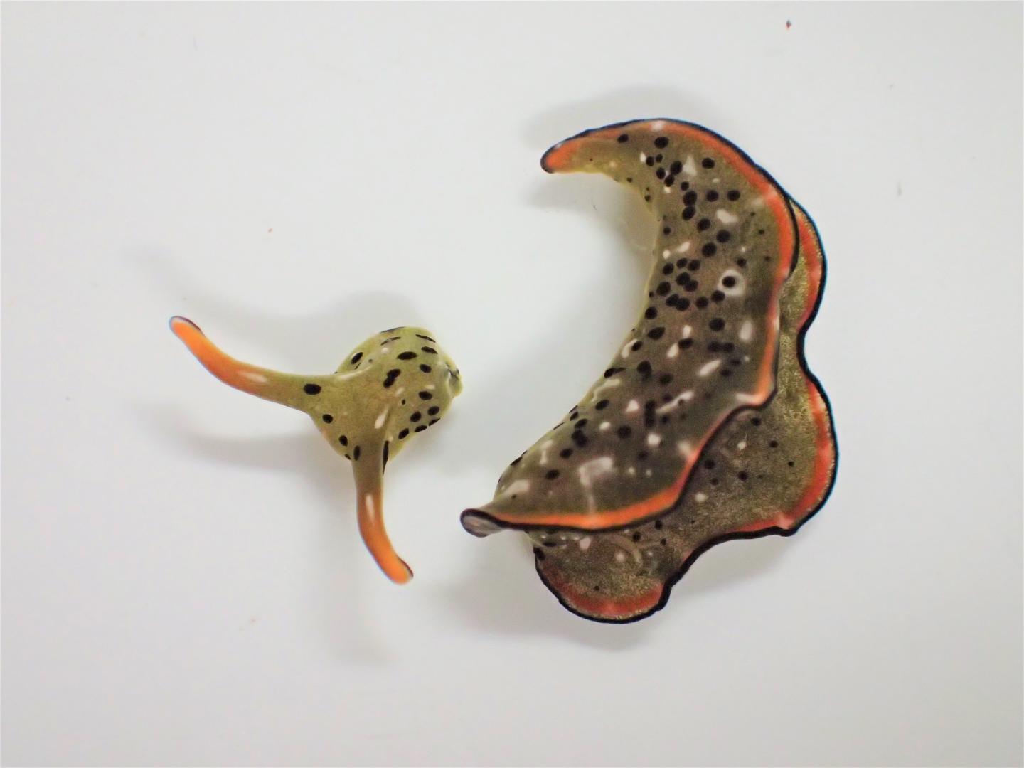 Head and body of Elysia cf. marginata