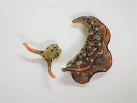 Head and body of Elysia cf. marginata