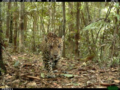 Jaguar in Peru