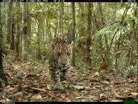 Jaguar in Peru