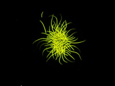 Nitrogen-Fixing Phytoplankton