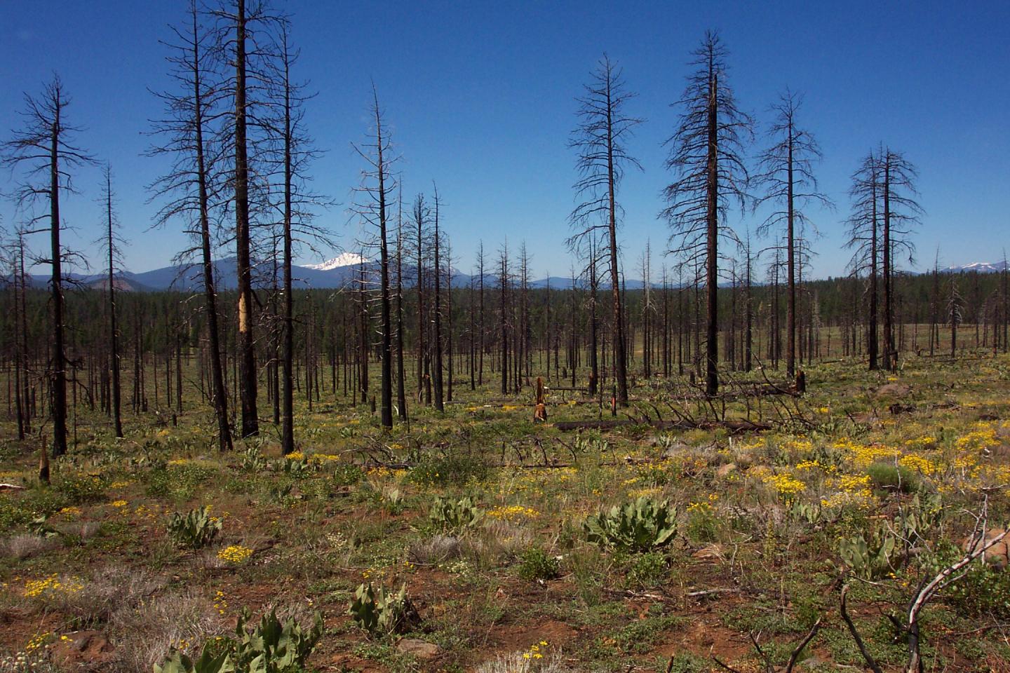 Cone Fire Salvage Treatment -- 50 percent