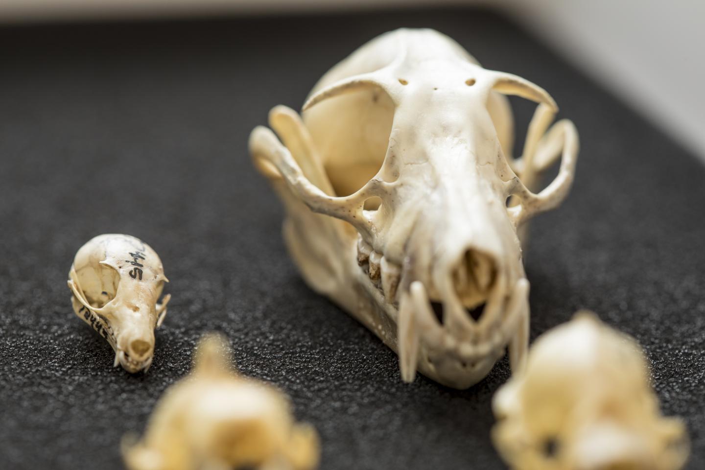 Two Bat Skulls