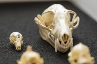Two Bat Skulls