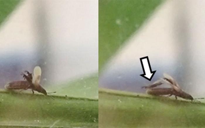 The host raised its wings, allowing the parasite B. esakii to emerge