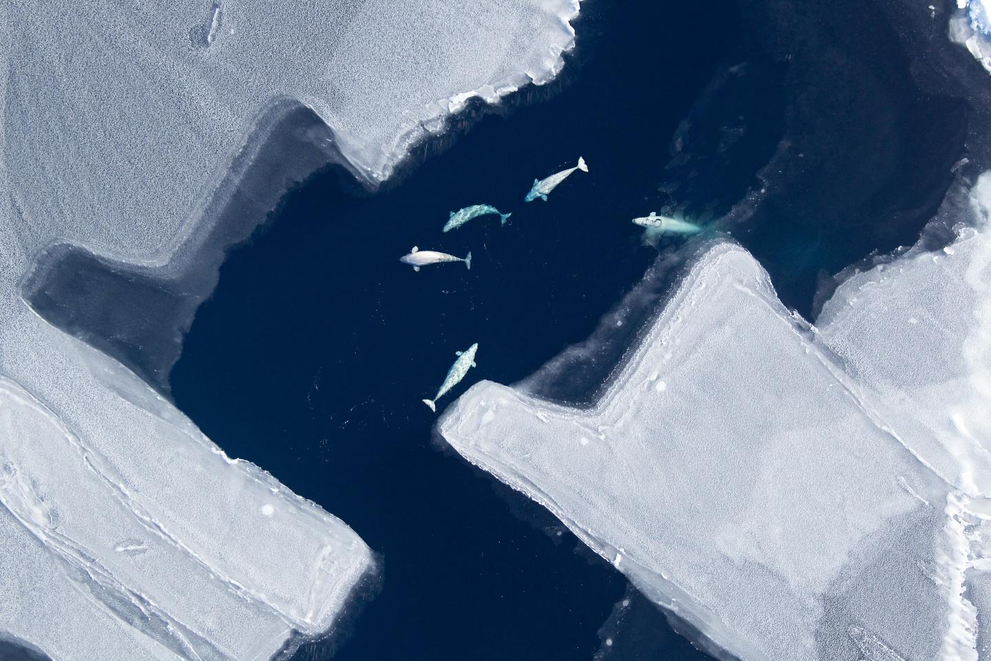 Impacts of Climate Warming and Declining Sea Ice on Arctic Whale Migration