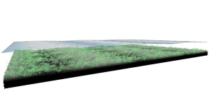 Emergent contamination